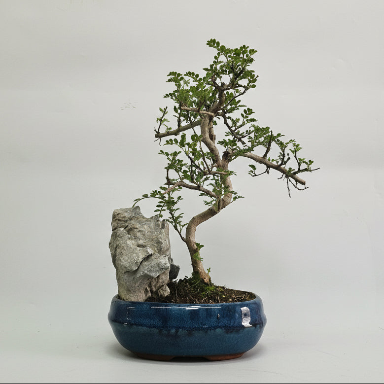 Yorkshire Bonsai Chinese Pepper Bonsai Tree 20cm Pot