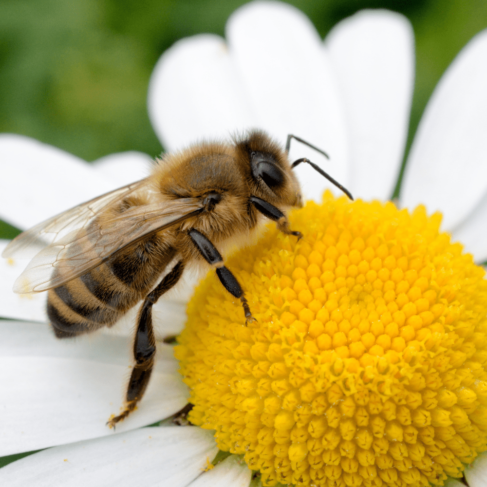 Dandy's Bee Dandy Bee-Friendly Wildflower Seed Mix 50g