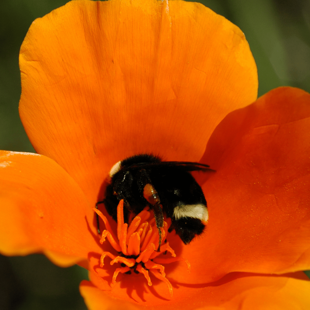 Dandy's Bee Dandy Bee-Friendly Wildflower Seed Mix 50g