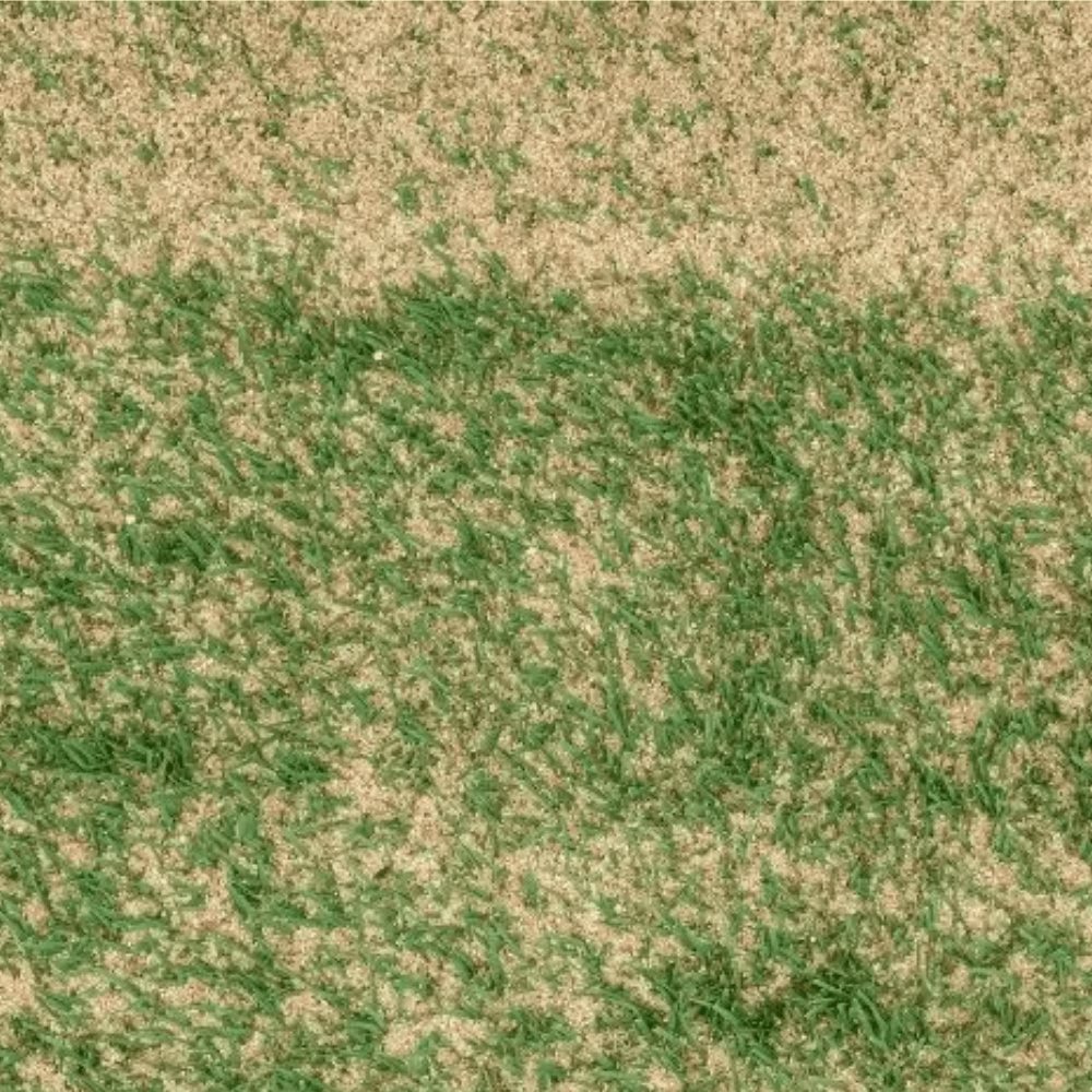 Dandy's Sports Sand Dressing
