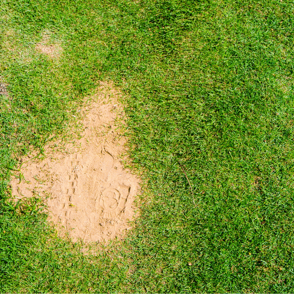Dandy's Horticultural Silica Sand