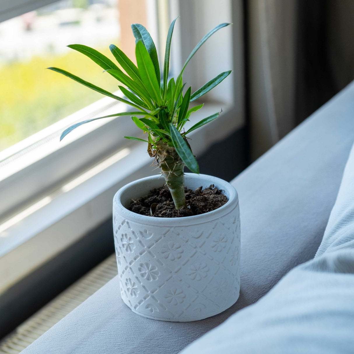 Gloria Home White Concrete Radius Plant Pot