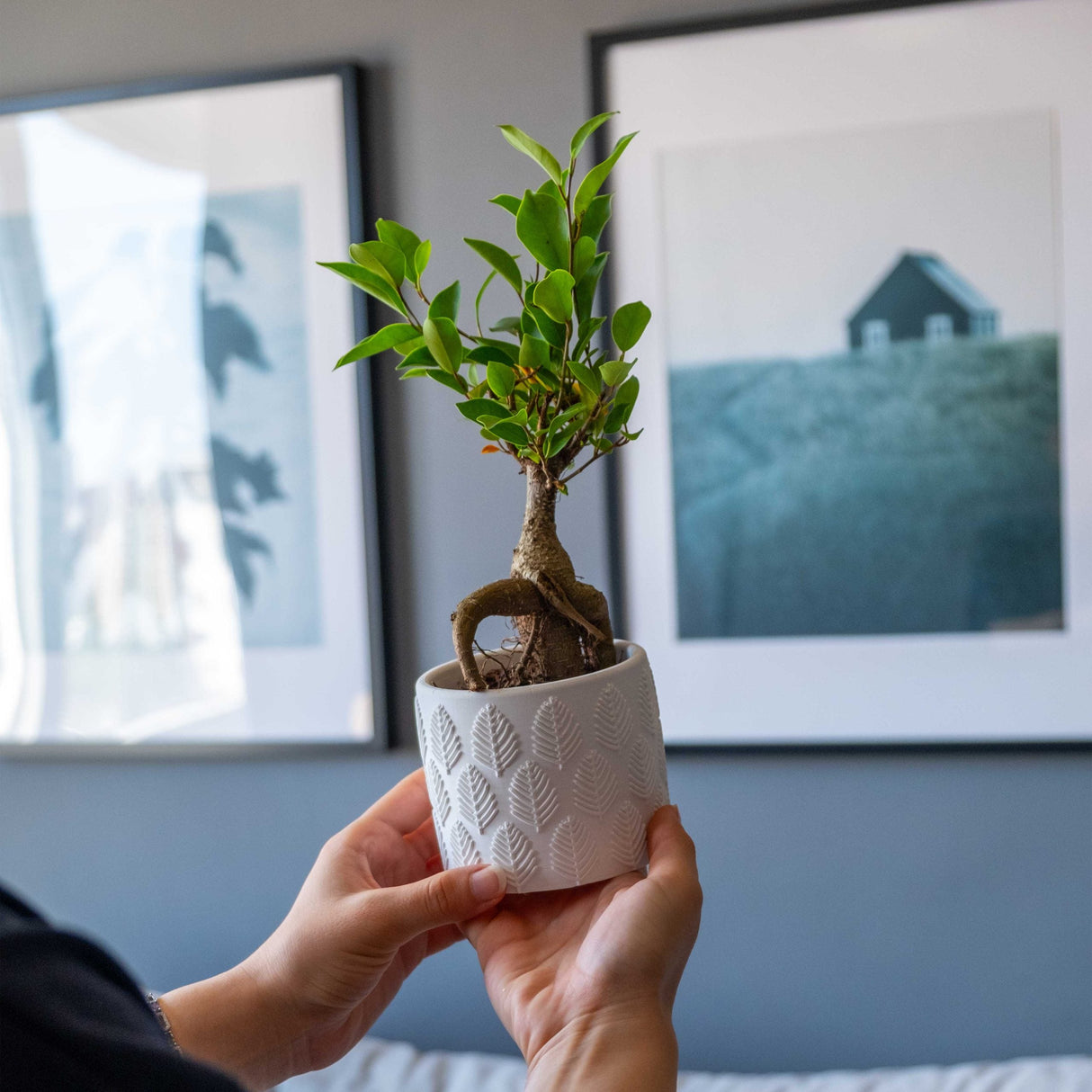 Gloria Home White Concrete Ivy Pot & Green Planter