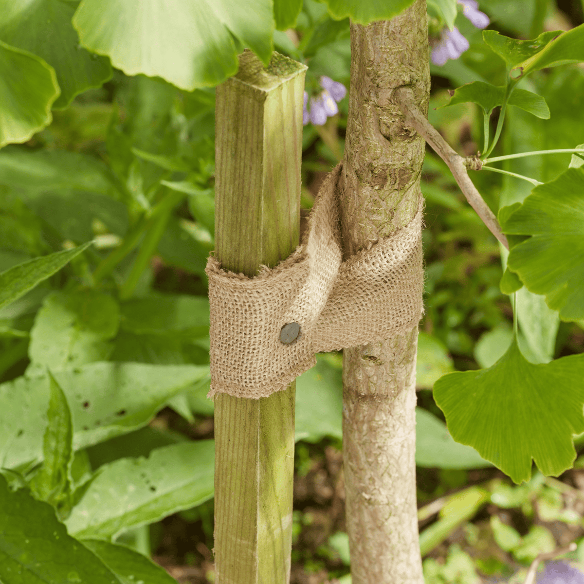 AllotMate Essentials 5.5m JuteWeb Tree Tie for Plant Support