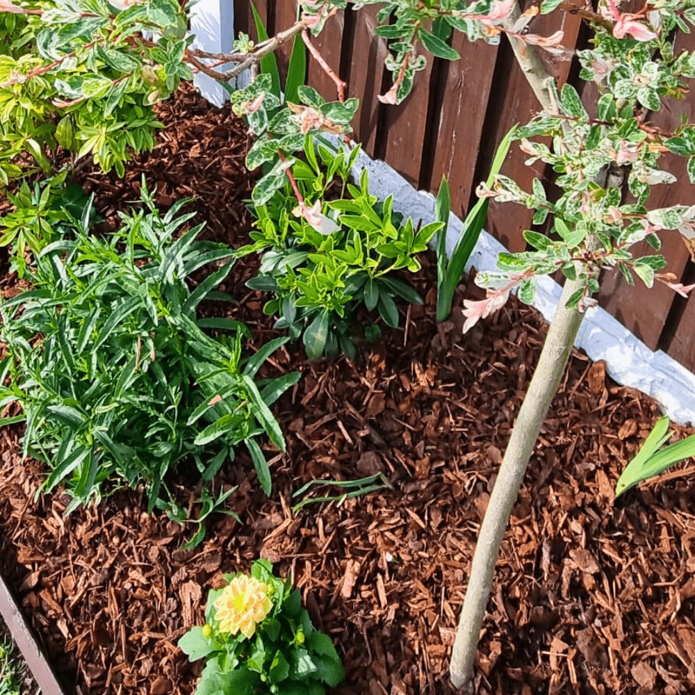 Dandy’s Premium Border Landscaping Bark Mulch