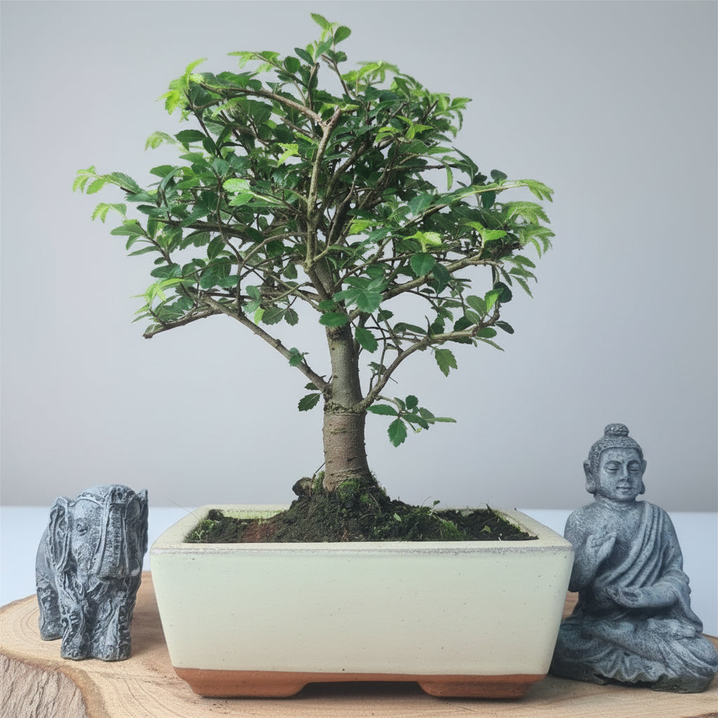 Yorkshire Bonsai Chinese Elm Bonsai – Ulmus parvifolia in 15cm Pot