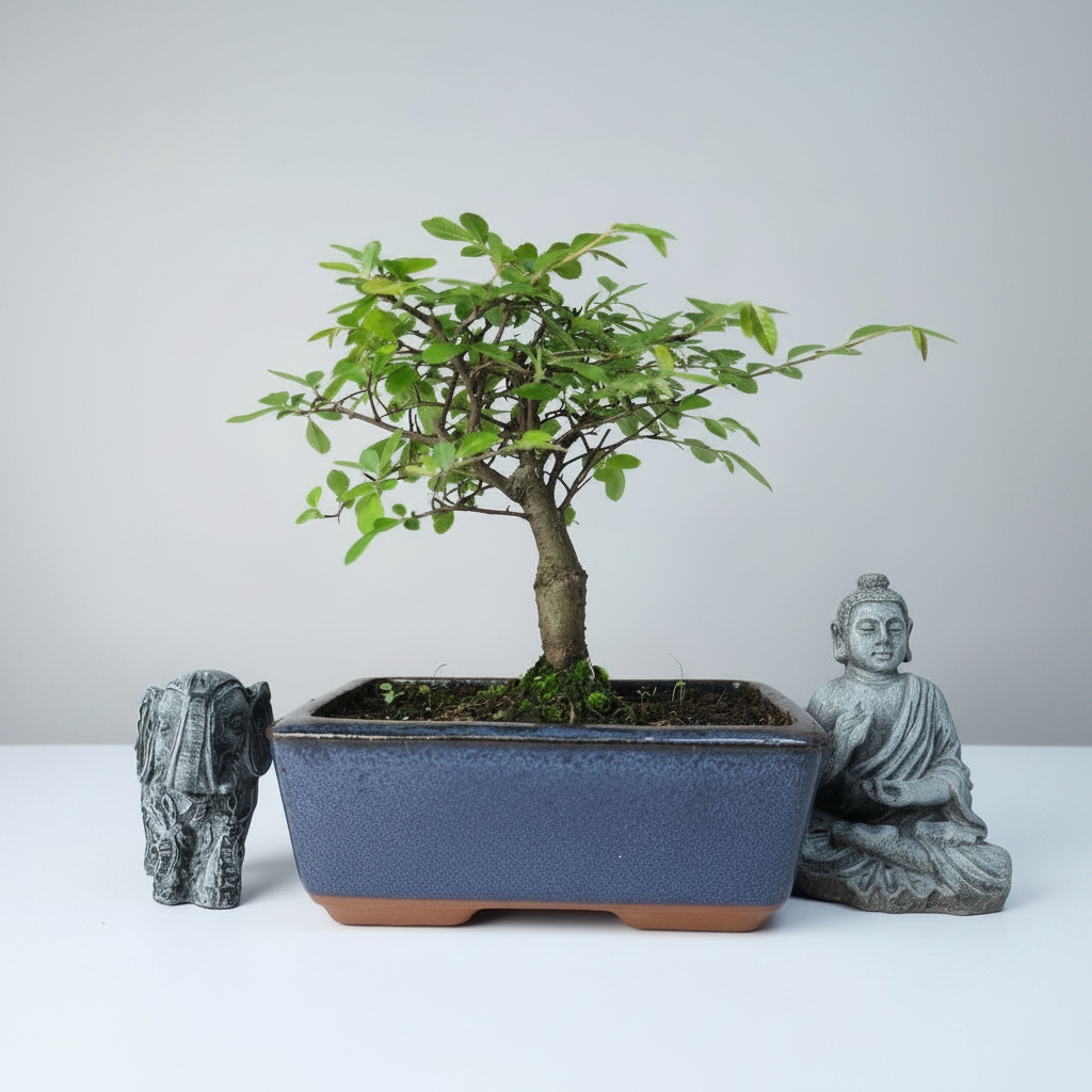 Yorkshire Bonsai Chinese Elm Bonsai – Ulmus parvifolia in 15cm Pot