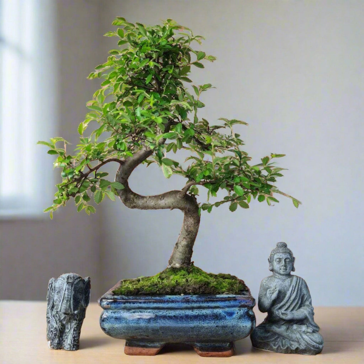 Yorkshire Bonsai Chinese Elm Bonsai Tree 15cm Pot
