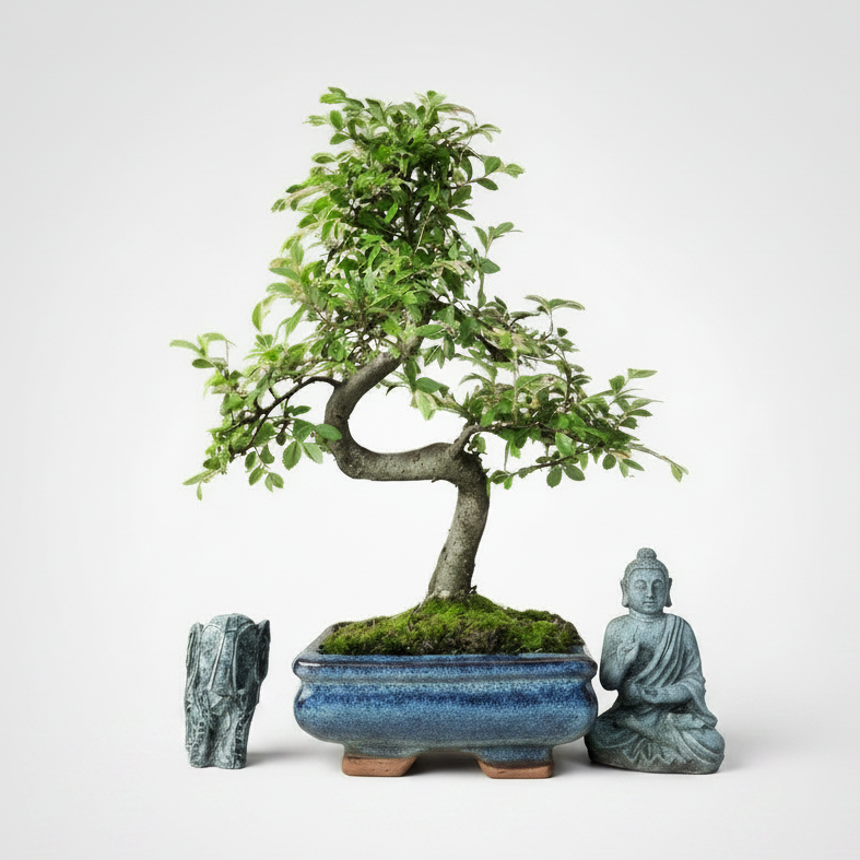 Yorkshire Bonsai Chinese Elm Bonsai Tree 15cm Pot