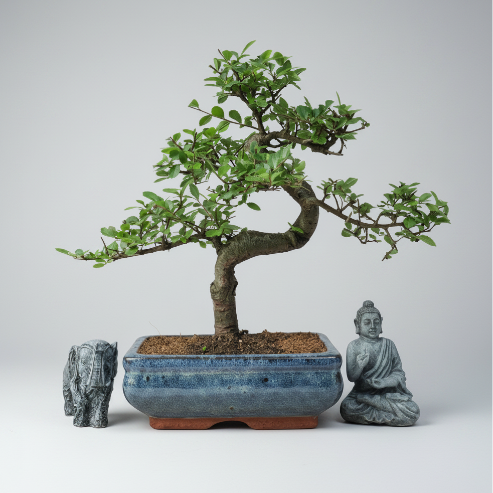 Yorkshire Bonsai Chinese Elm Bonsai Tree 20cm Pot