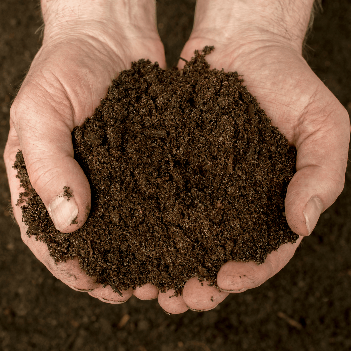 Dandy’s VegeGrow® Welsh Rich Topsoil for vegetables