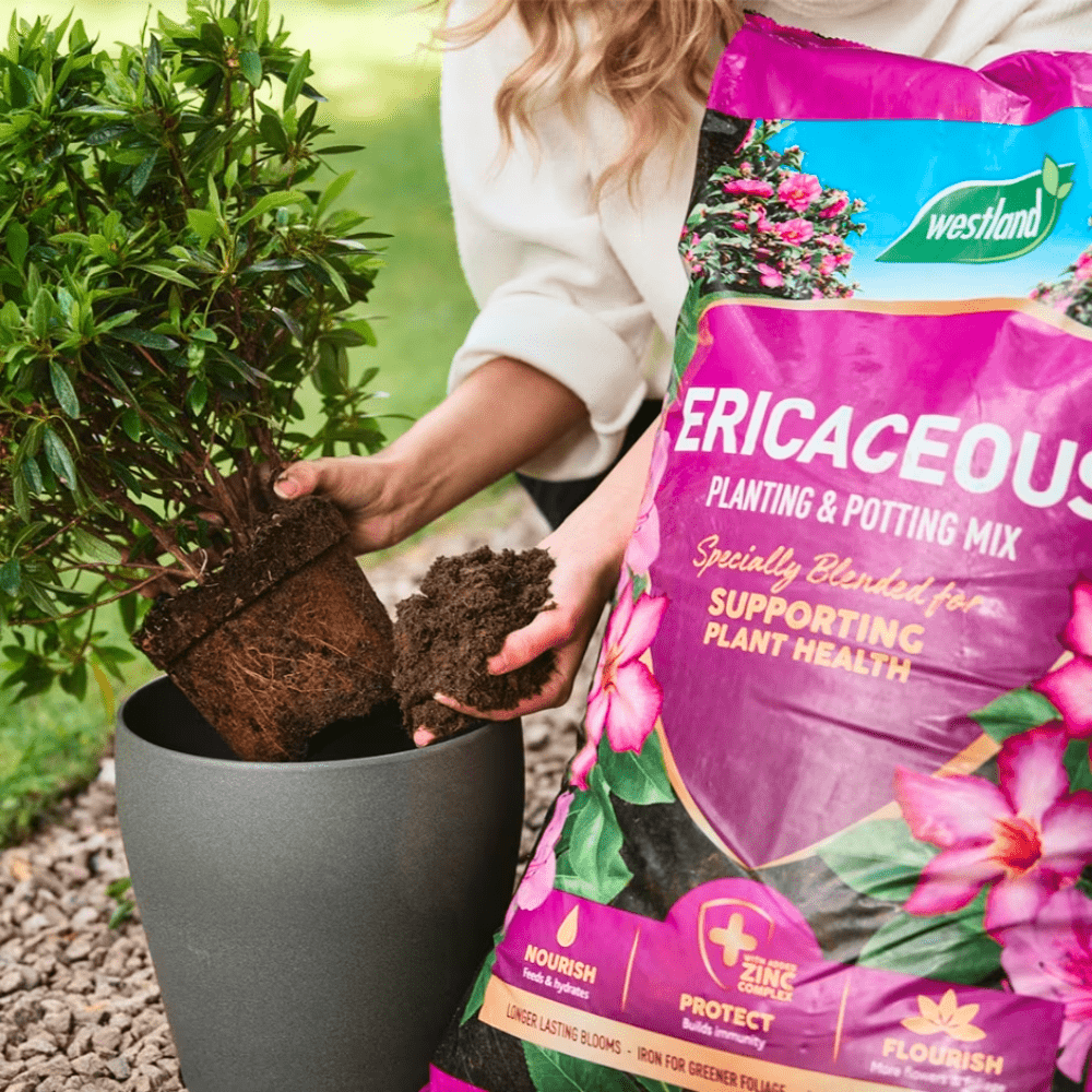 Dandy's Ericaceous Planting & Potting Mix 50L Bulk Buy