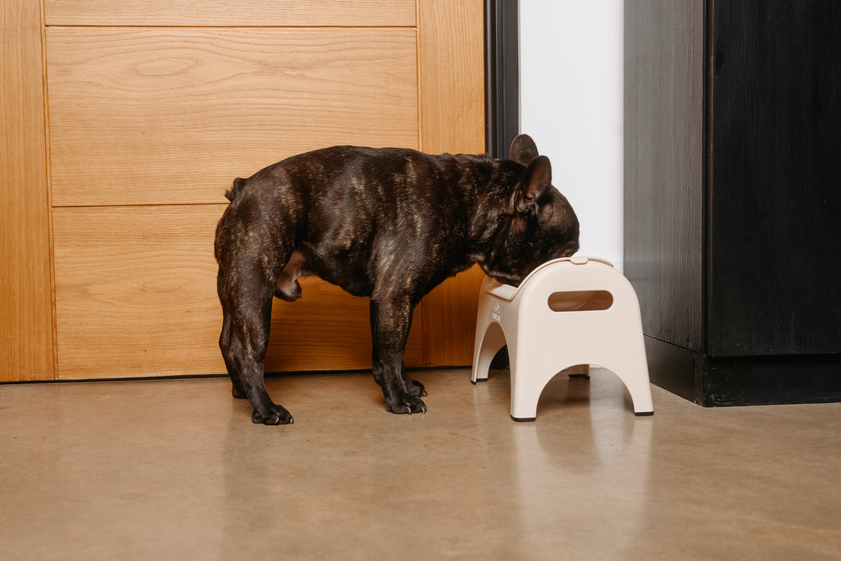 EasyEat Slow Feeder Bowl for Dogs