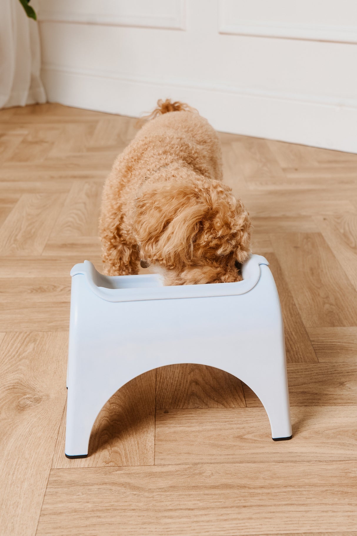 EasyEat Slow Feeder 4 Raised Pet Bowl for Dogs & Cats