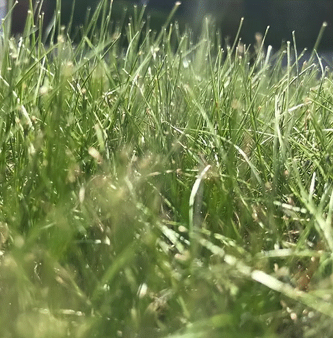 TurfStore HL10 Heathland Grass Seed Mix for Acidic & Peat Soils