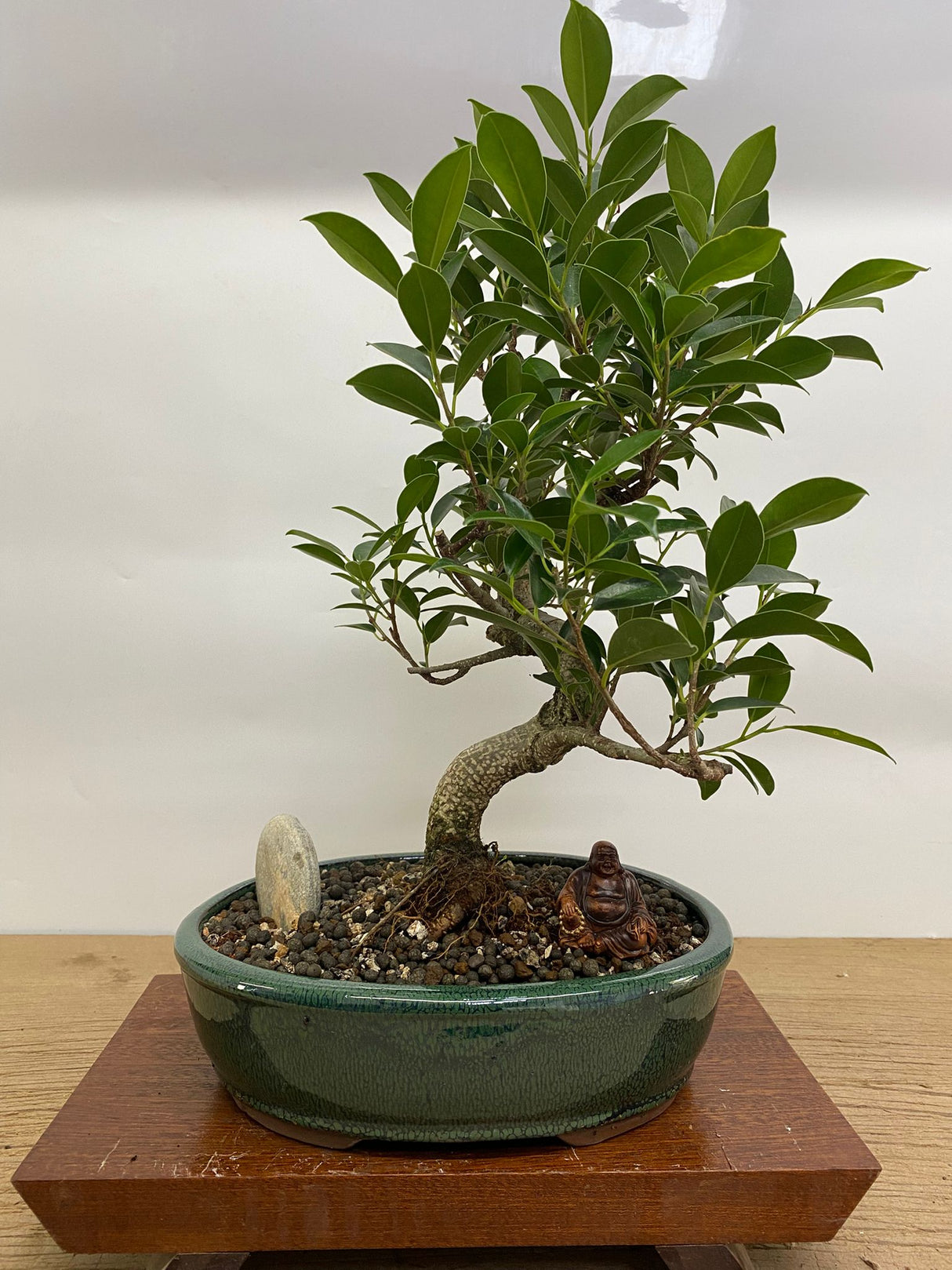 Yorkshire Bonsai Ficus Microcarpa Bonsai Tree Indoor Bundle - 26cm