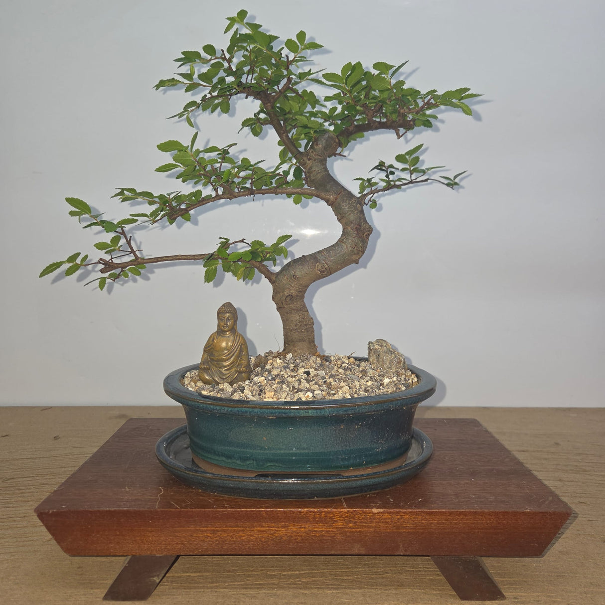 Yorkshire Bonsai Premium Chinese Elm Bonsai Tree Bundle - 20cm