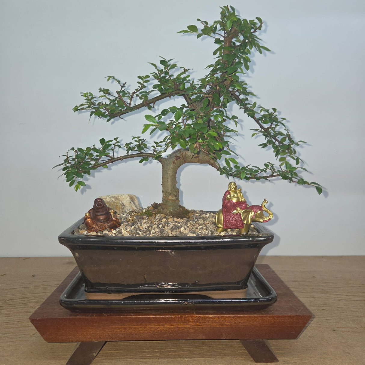 Yorkshire Bonsai Chinese Elm Bonsai Tree Pot Premium Bundle - 26cm
