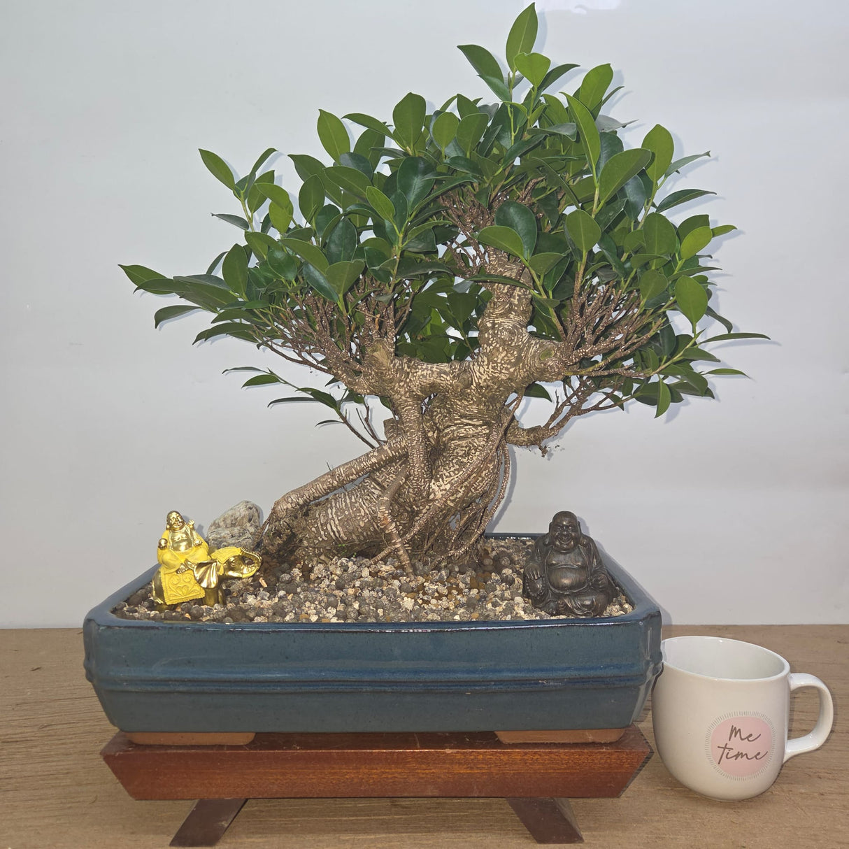 Yorkshire Bonsai Ficus Microcarpa Premium Bonsai Bundle 37cm Pot