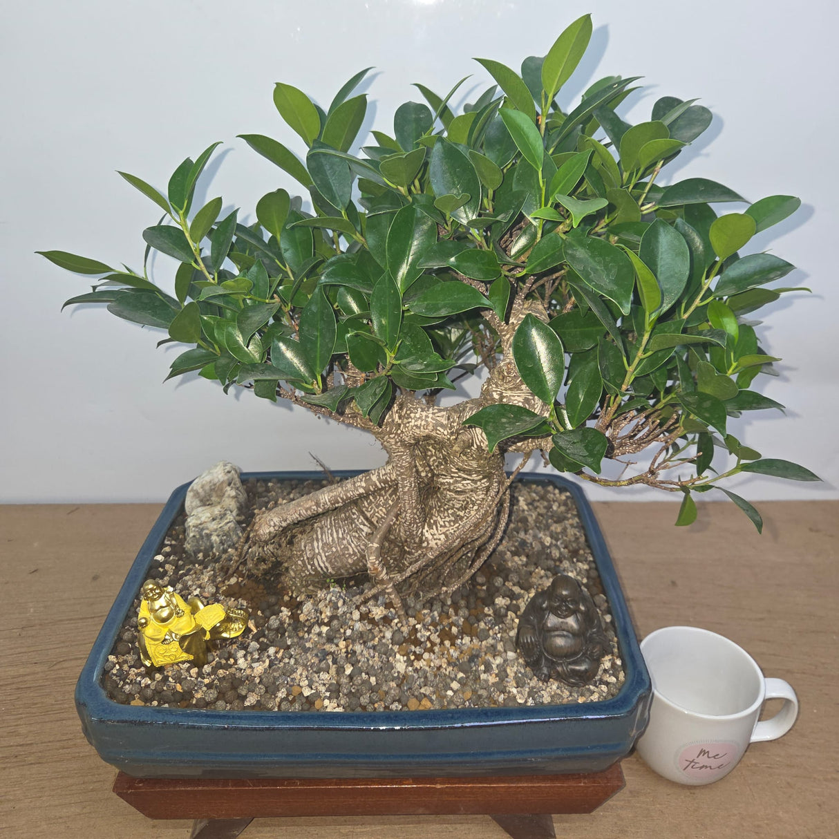 Yorkshire Bonsai Ficus Microcarpa Premium Bonsai Bundle 37cm Pot