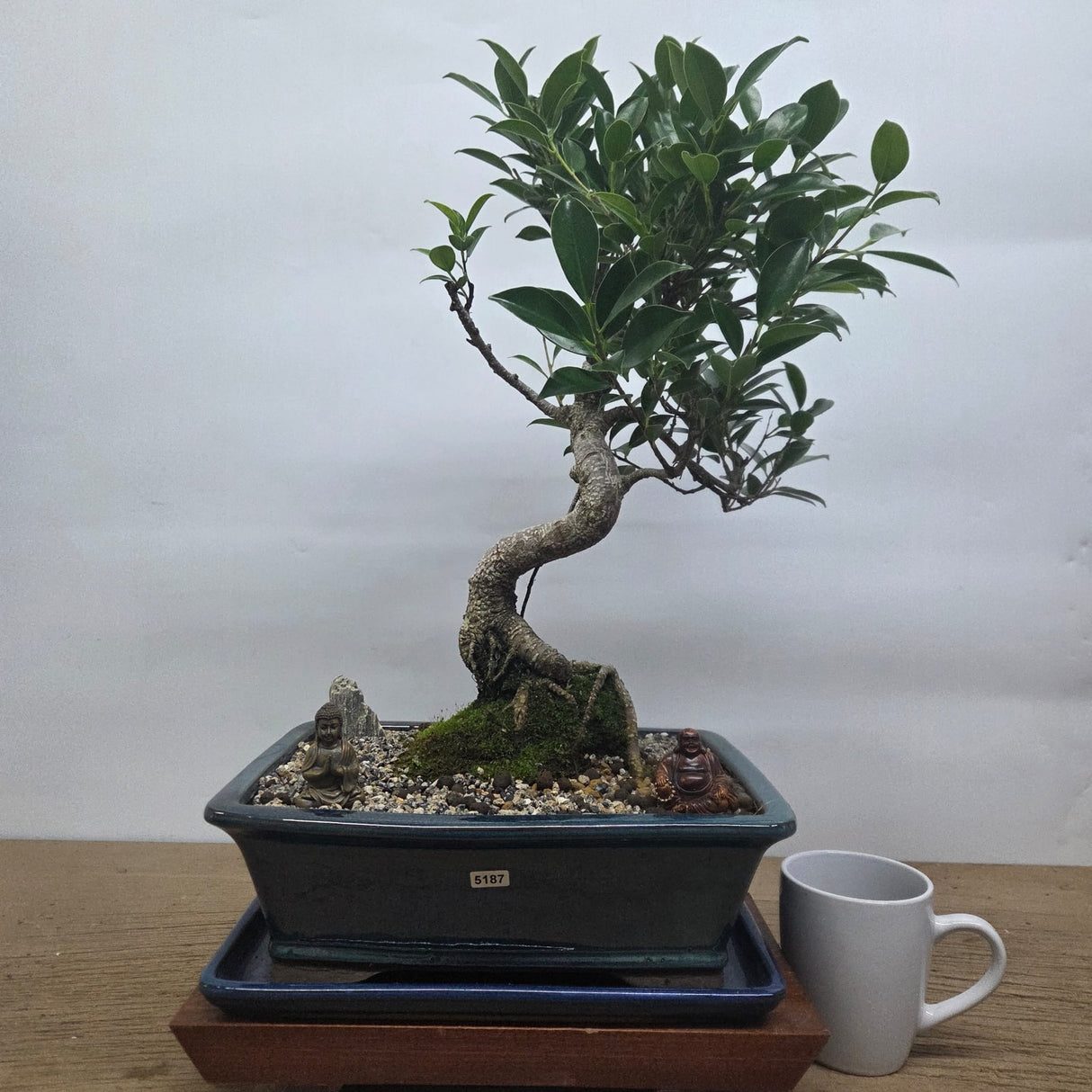 Yorkshire Bonsai Ficus Microcarpa Bonsai Tree Indoor Bundle - 31cm