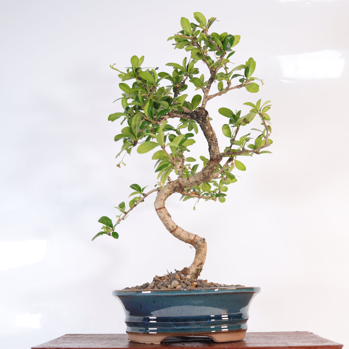 Yorkshire Bonsai Fukien Tea Bonsai Tree Pot Indoor Gift - 18cm