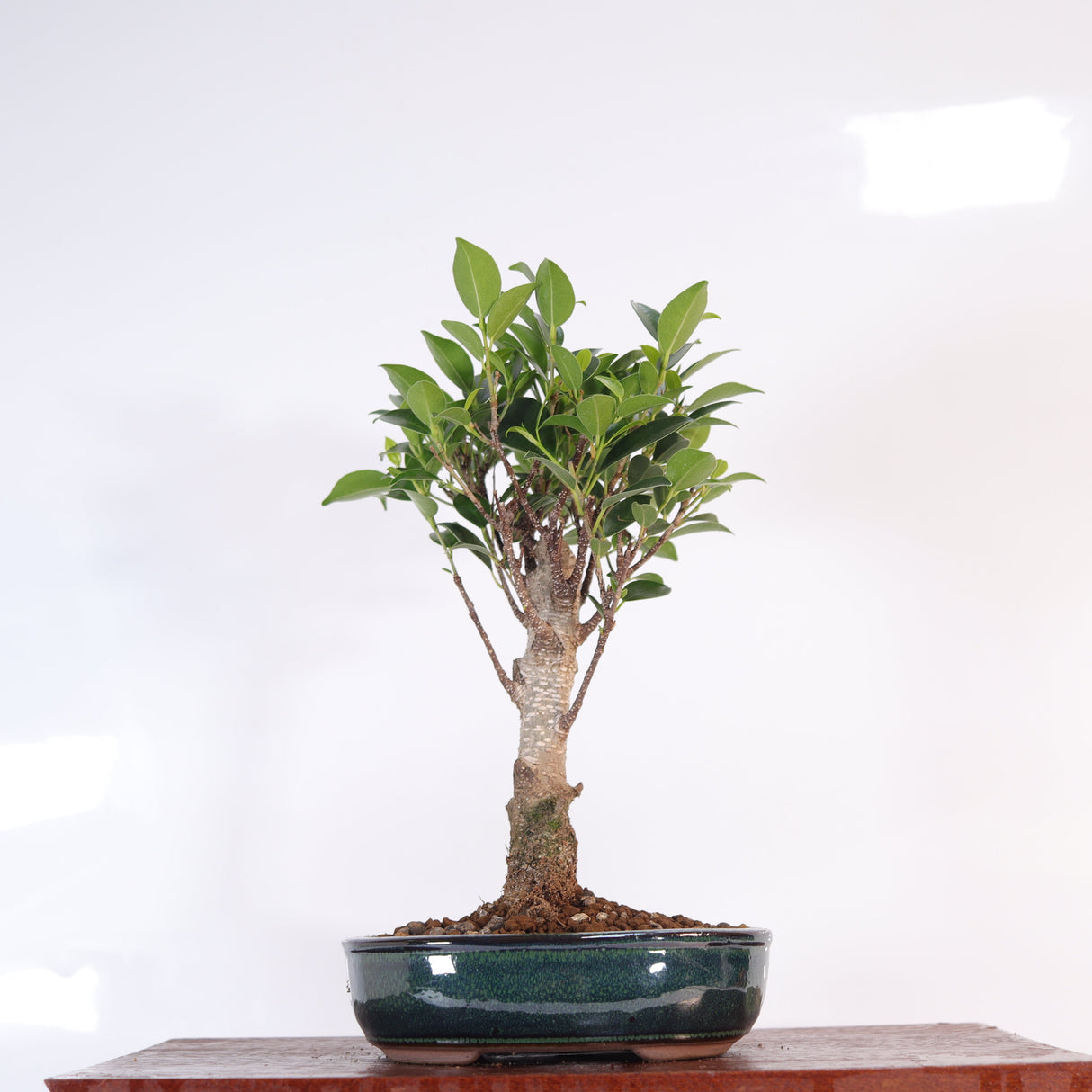 Yorkshire Bonsai Ficus Microcarpa Bonsai Tree Pot Gift - 16cm