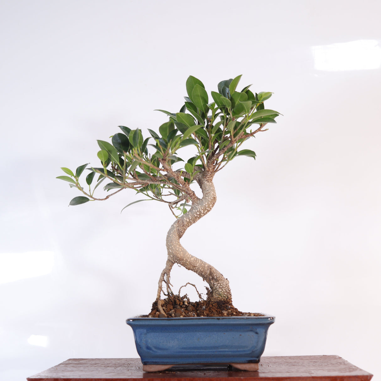 Yorkshire Bonsai Ficus Microcarpa Bonsai Tree Pot - 16cm