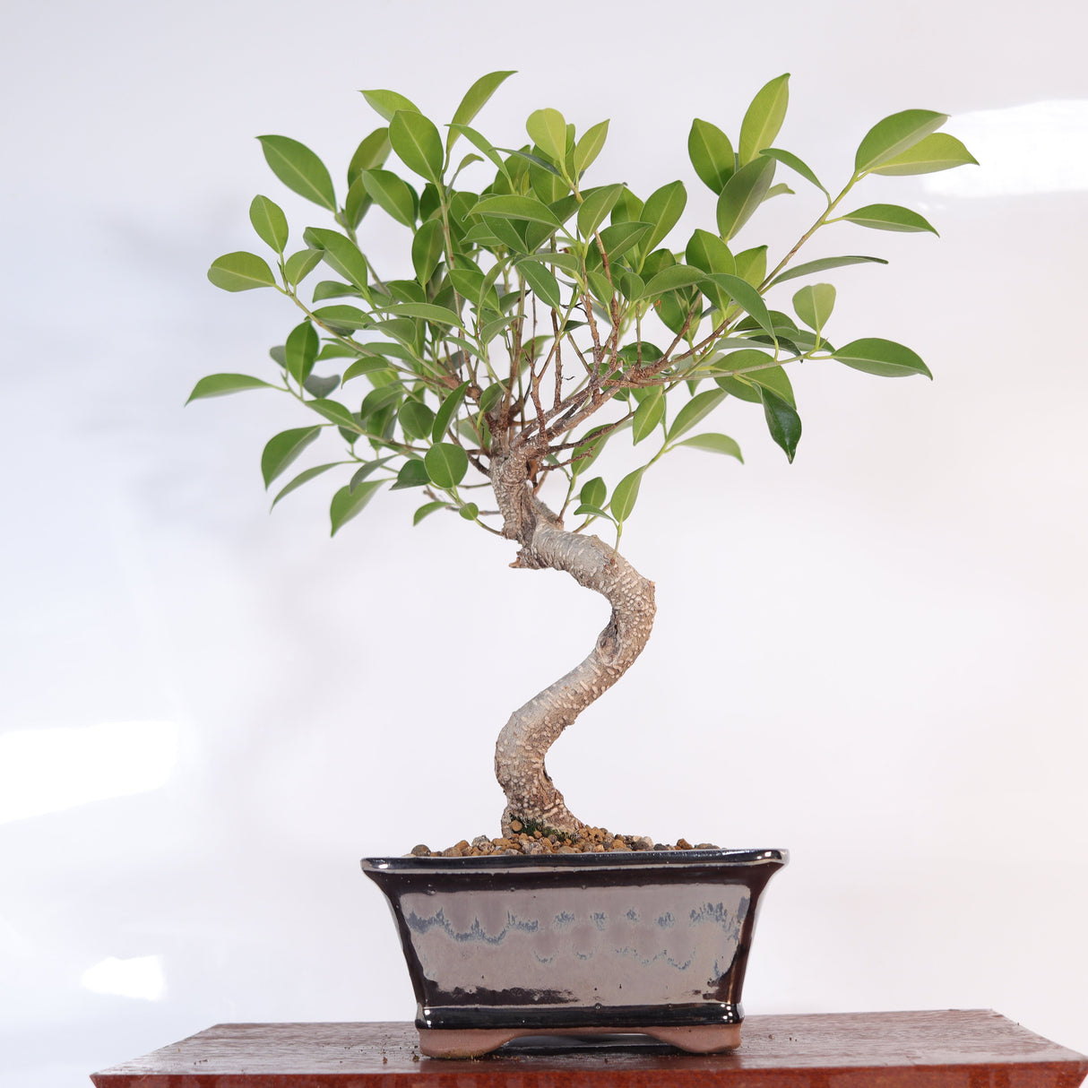 Yorkshire Bonsai Ficus Microcarpa Bonsai Tree Pot - 16cm
