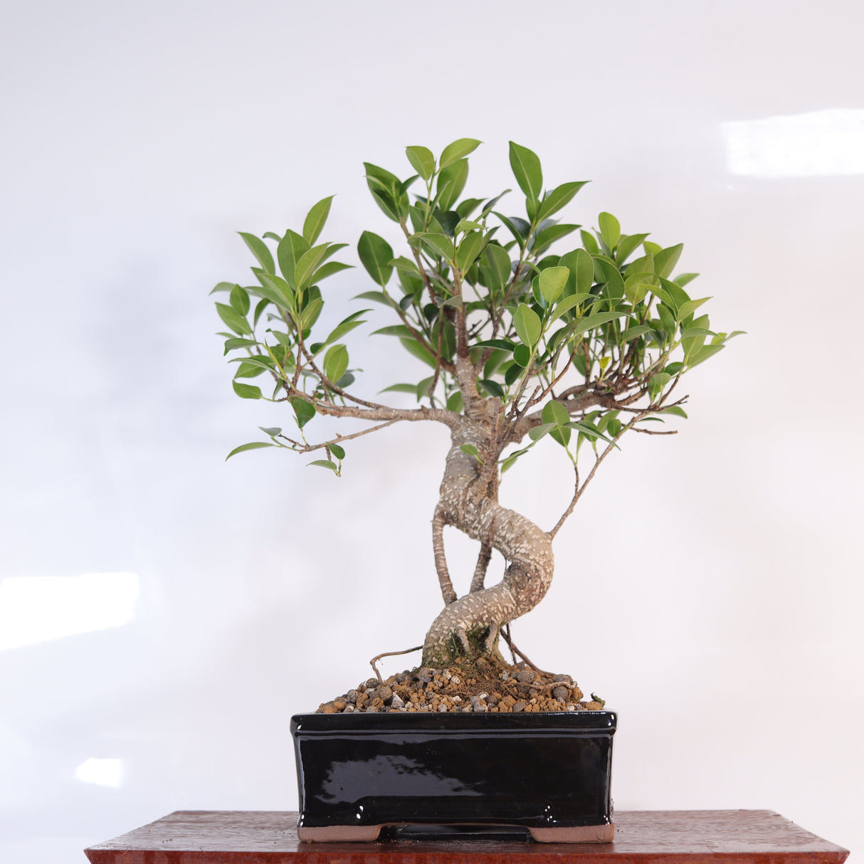 Yorkshire Bonsai Ficus Microcarpa Bonsai Tree Pot - 16cm