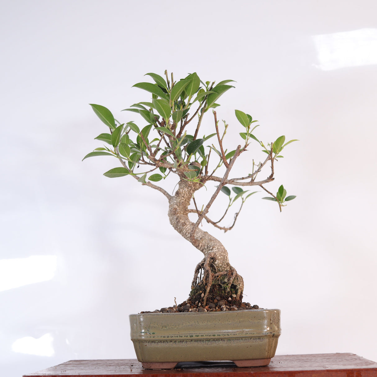 Yorkshire Bonsai Ficus Microcarpa Bonsai Tree Pot - 16cm