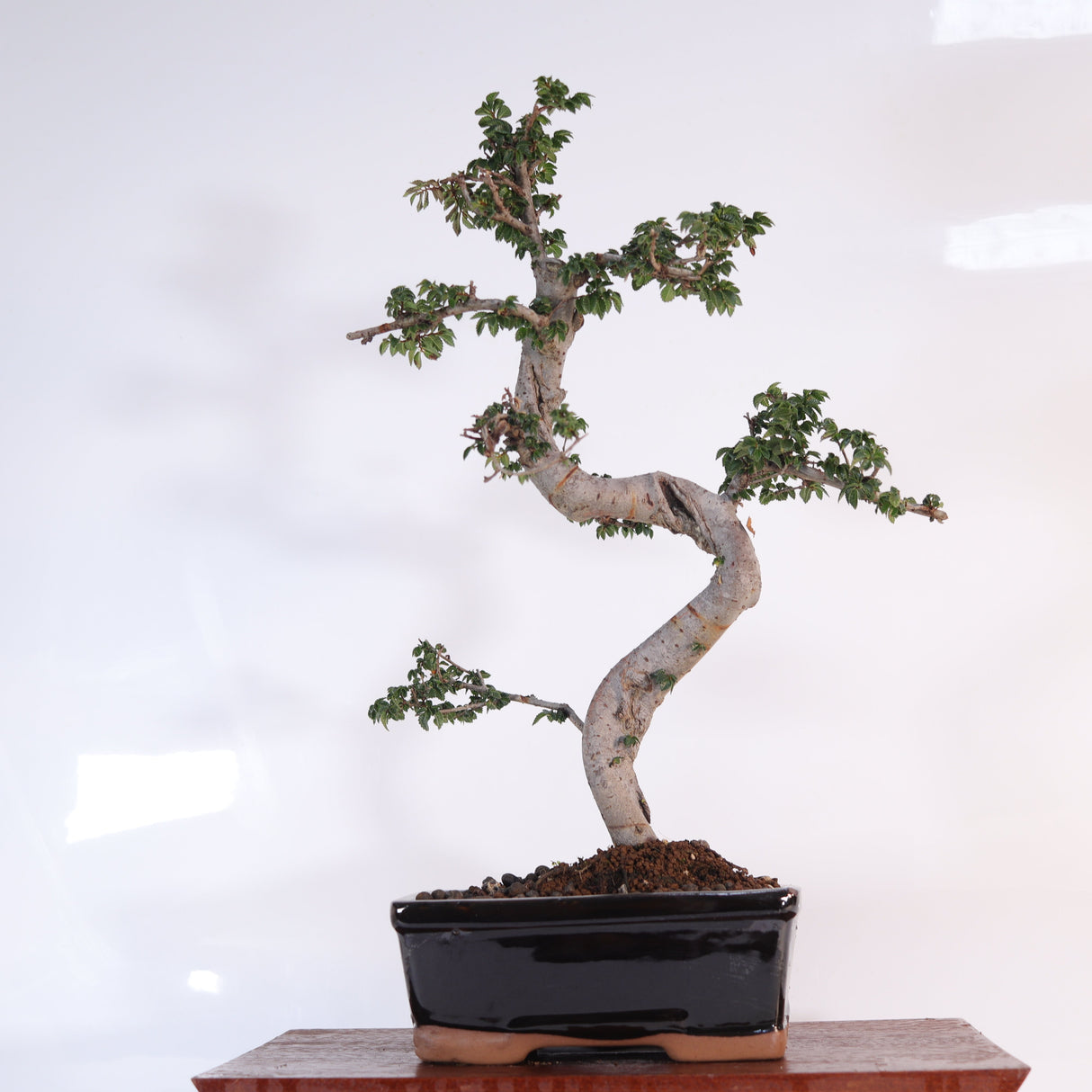 Yorkshire Bonsai Chinese Elm Bonsai Tree 18cm Pot
