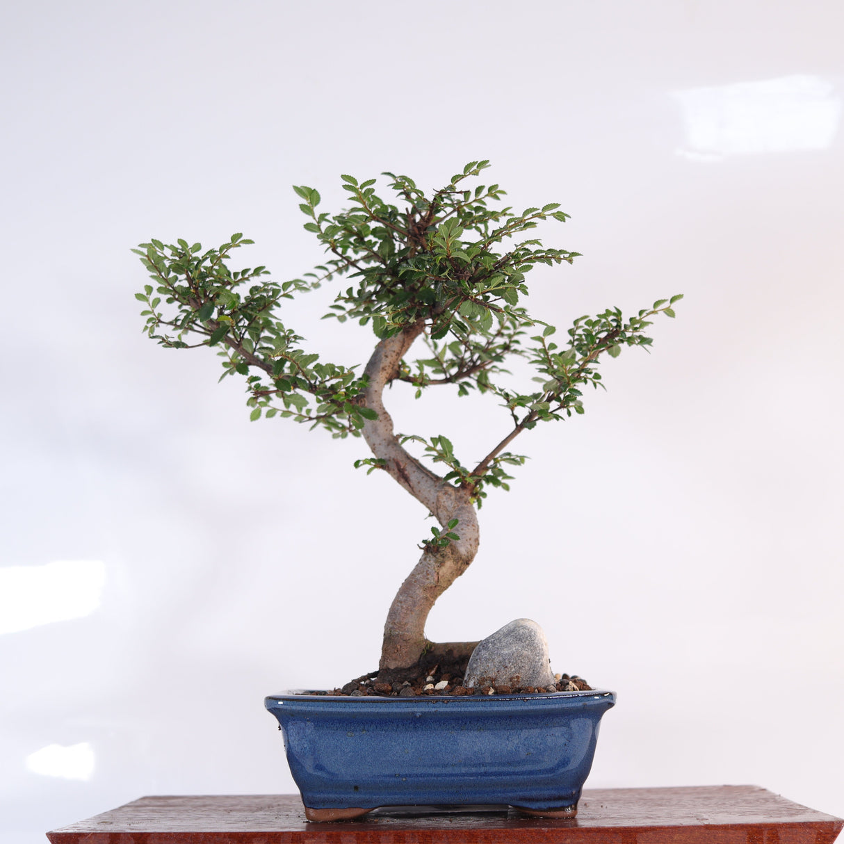 Yorkshire Bonsai Chinese Elm Bonsai Tree Pot Gift Plant - 16cm