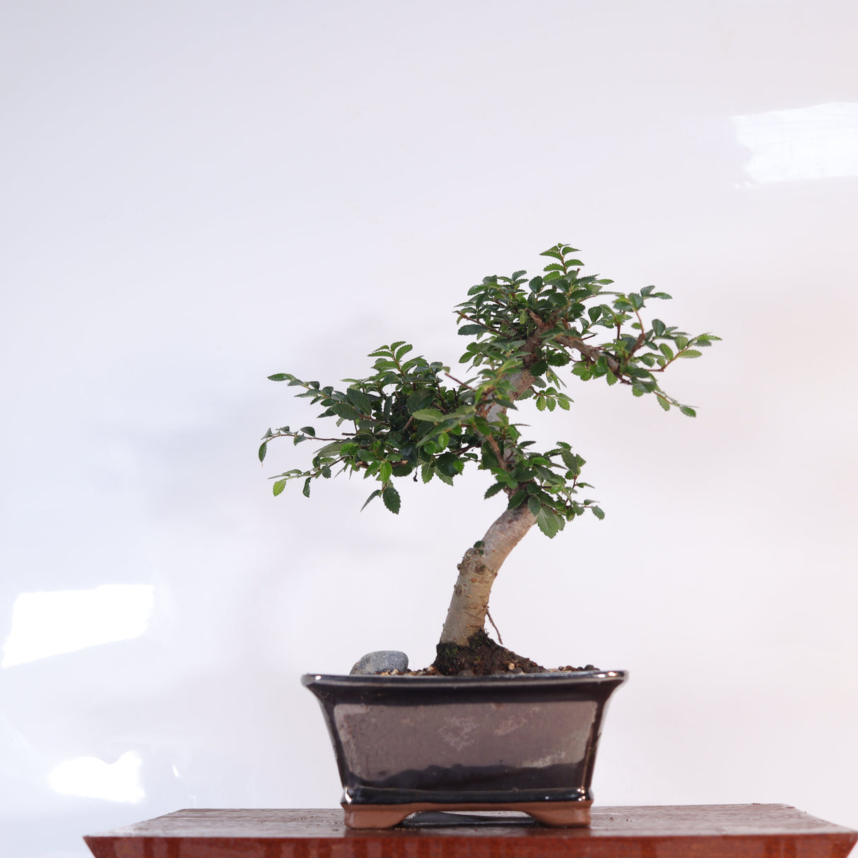 Yorkshire Bonsai Chinese Elm Bonsai Tree Pot Gift Plant - 16cm