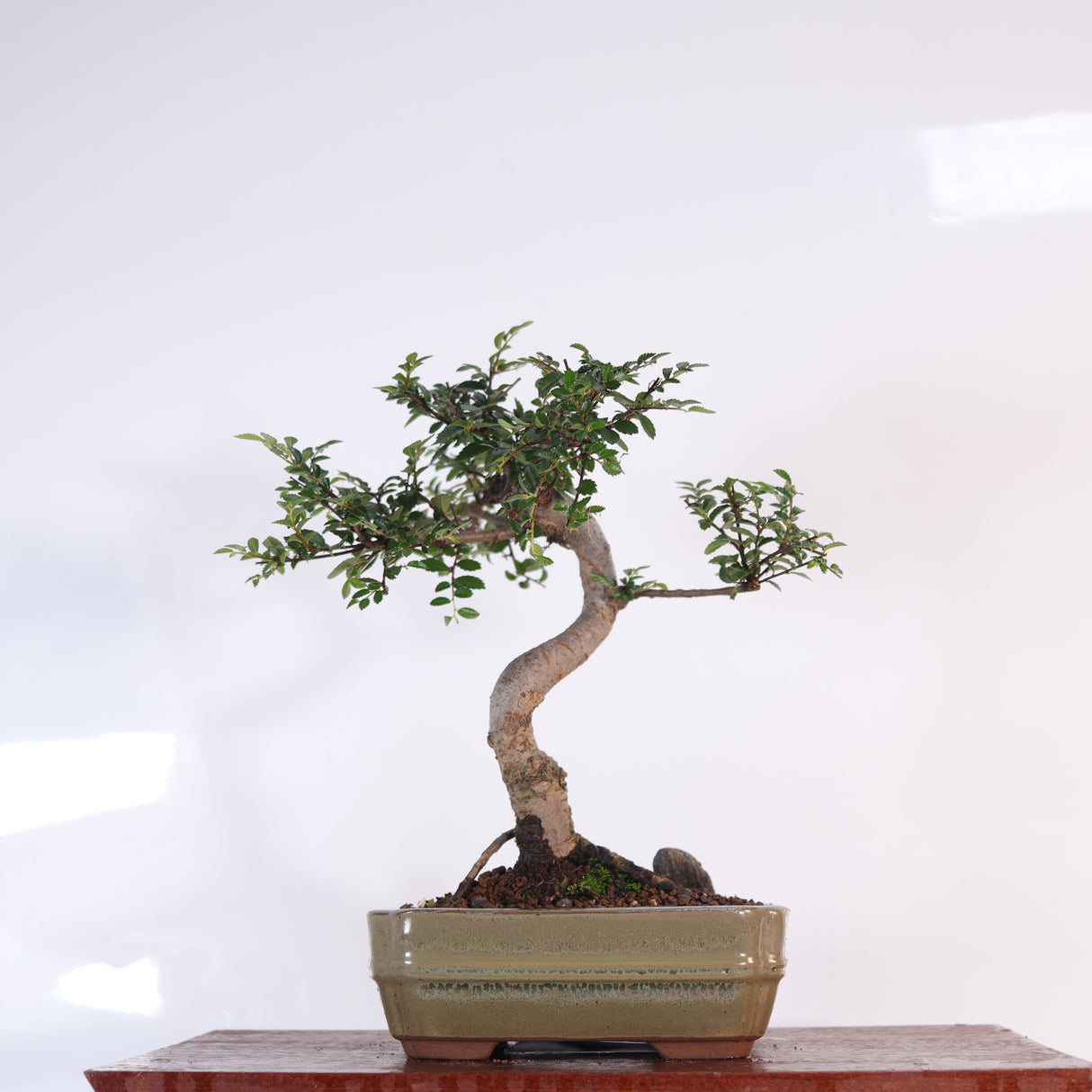 Yorkshire Bonsai Chinese Elm Bonsai Tree Pot Gift Plant - 16cm