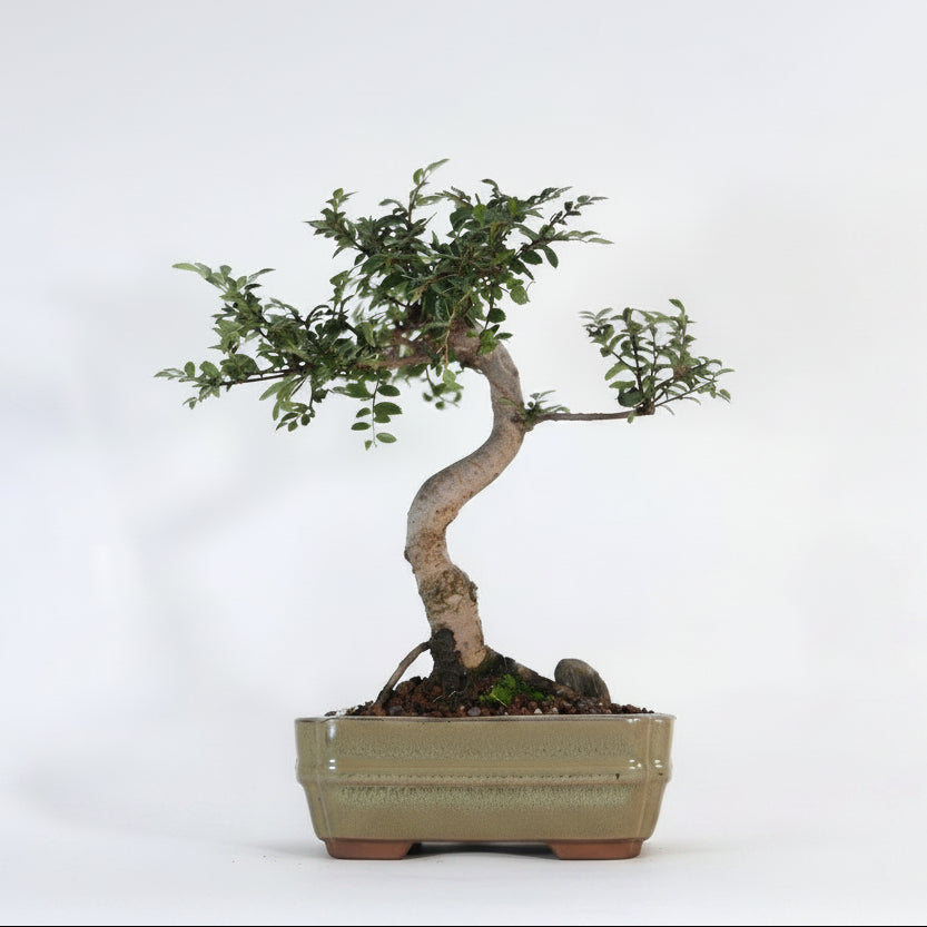 Yorkshire Bonsai Chinese Elm Bonsai Tree Pot Gift Plant - 16cm