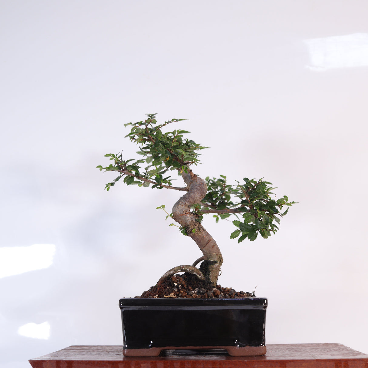 Yorkshire Bonsai Chinese Elm Bonsai Tree Pot Gift Plant - 16cm