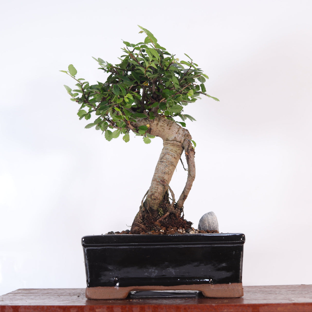Yorkshire Bonsai Chinese Elm Bonsai Tree Broom Pot - 16cm