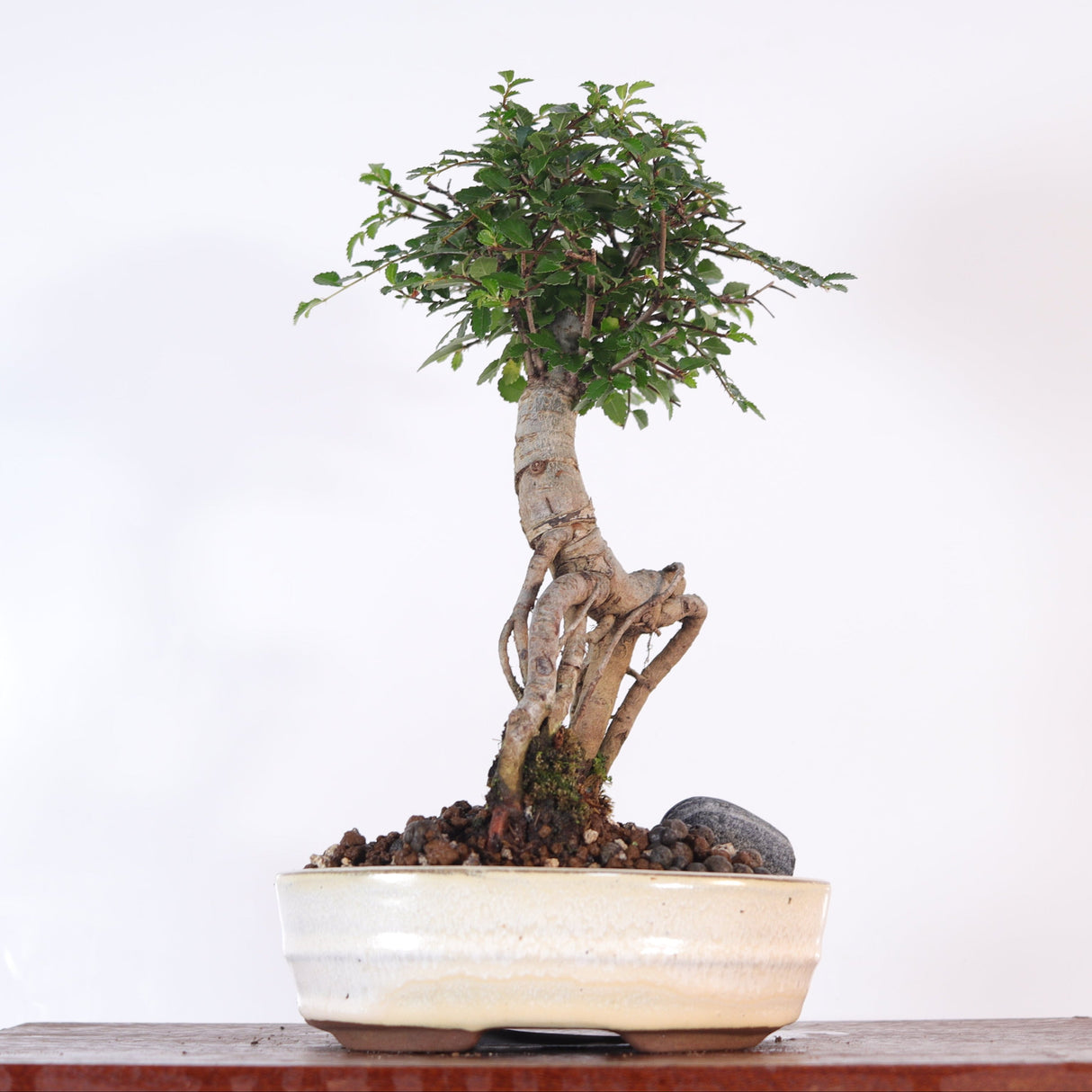 Yorkshire Bonsai Chinese Elm Bonsai Tree Broom Pot - 16cm