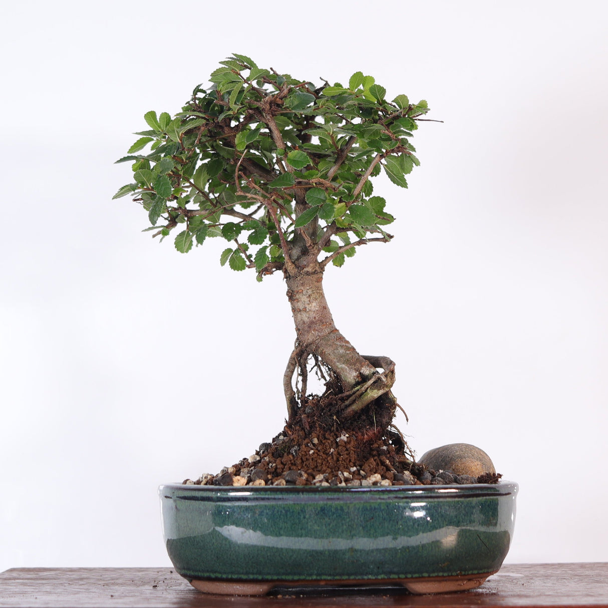 Yorkshire Bonsai Chinese Elm Bonsai Tree Broom Pot - 16cm