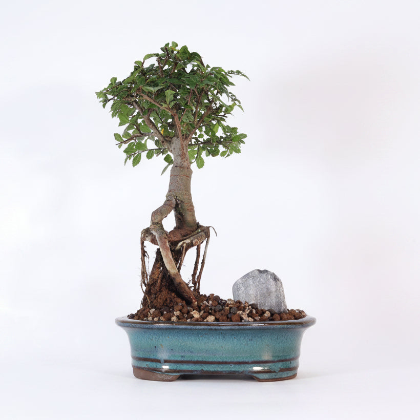 Yorkshire Bonsai Chinese Elm Bonsai Tree Broom Pot - 16cm