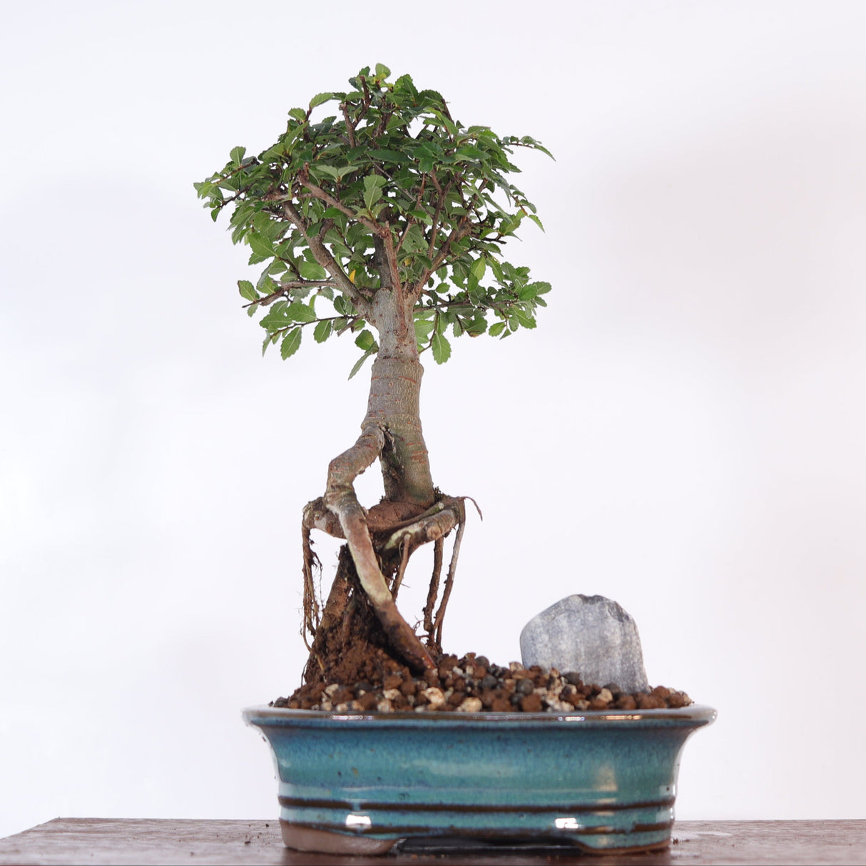 Yorkshire Bonsai Chinese Elm Bonsai Tree Broom Pot - 16cm