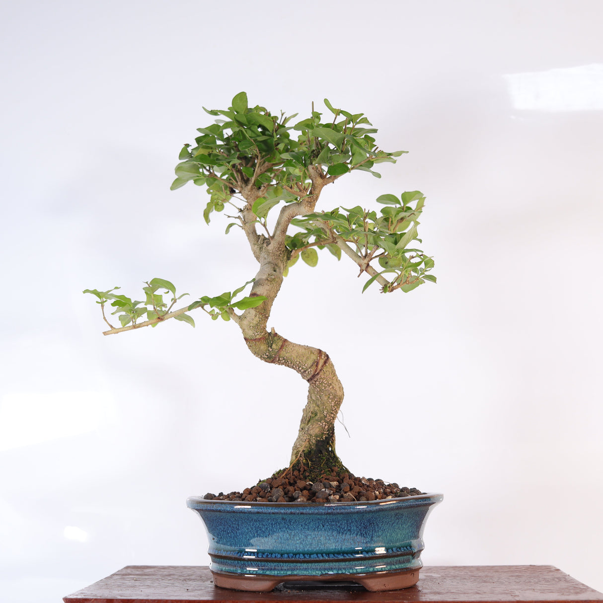 Yorkshire Bonsai Chinese Privet Bonsai Tree Pot Gift - 20cm