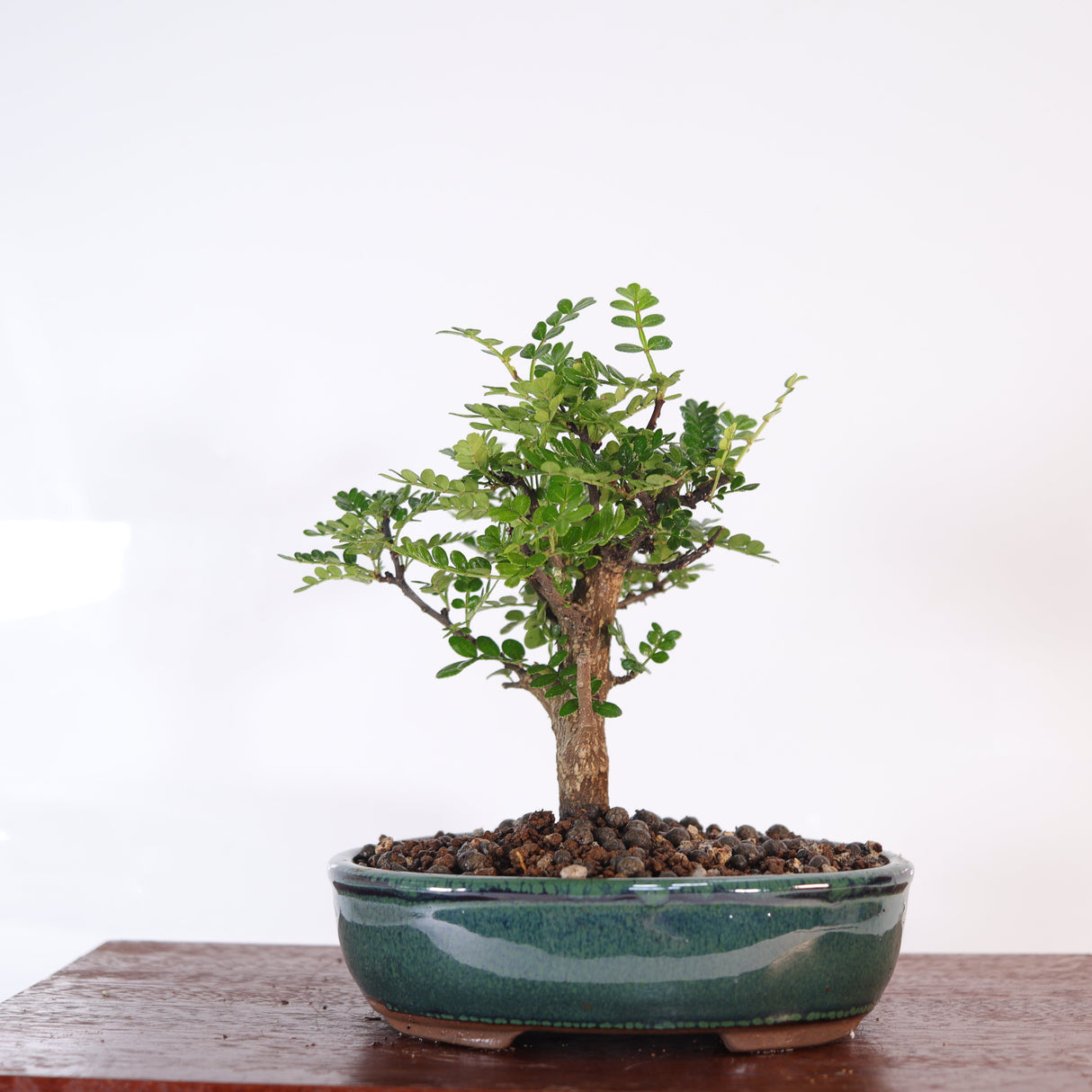 Yorkshire Bonsai Chinese Pepper Tree Pot Broom Style Gift - 16cm
