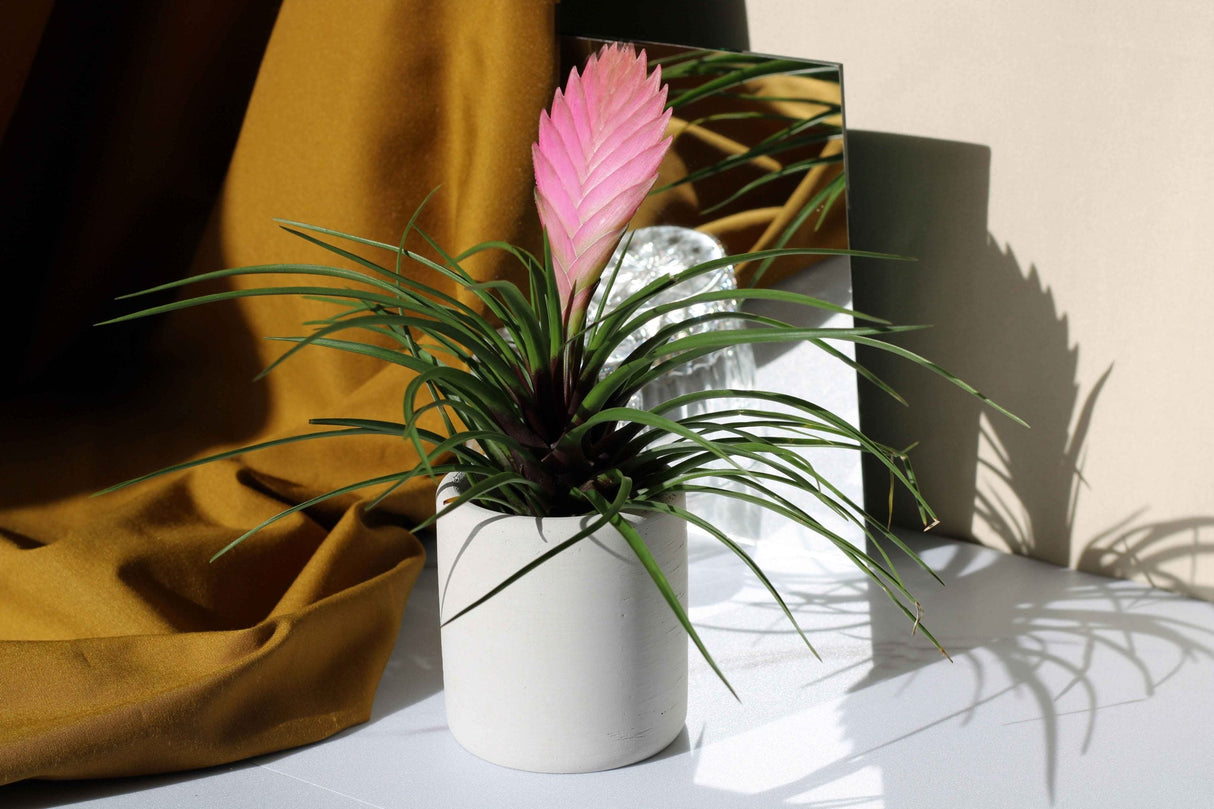 Gloria Home Concrete Toothbrush Holder