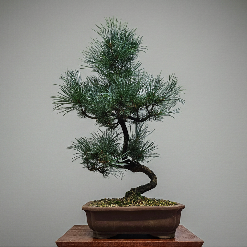Yorkshire Bonsai Japanese White Pine Bonsai Tree Pot - 25cm