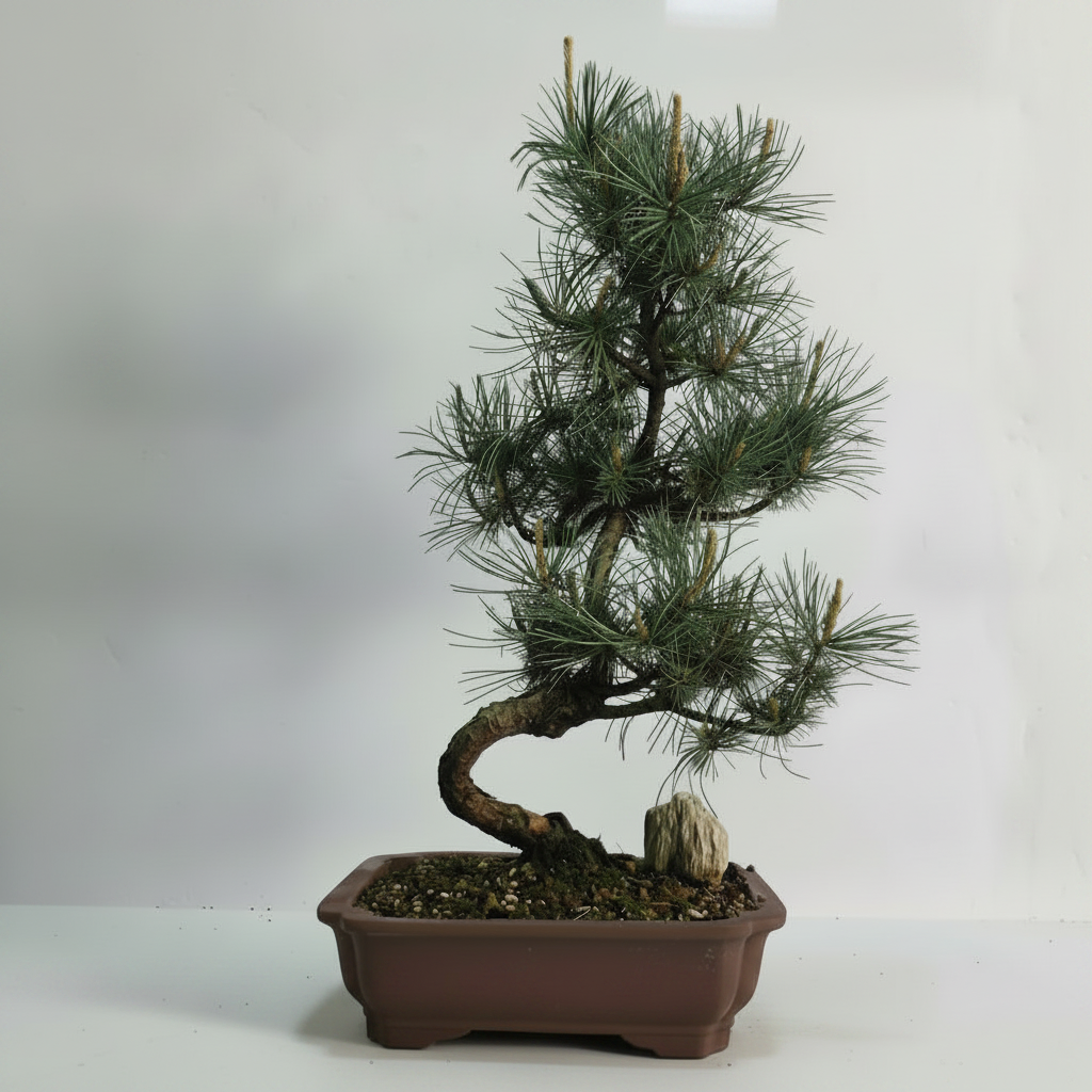 Yorkshire Bonsai Japanese White Pine Bonsai Tree Pot - 25cm