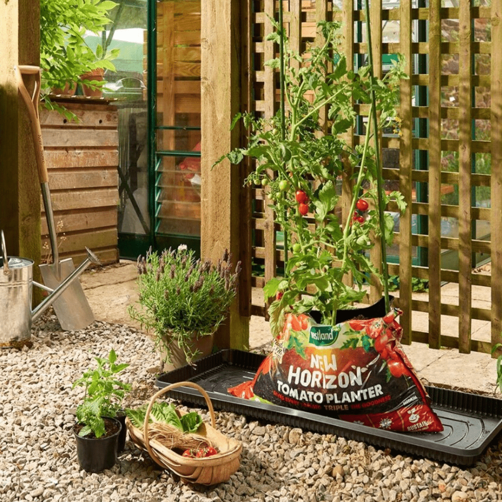 Dandy's New Horizon Tomato Planter Bulk Buy