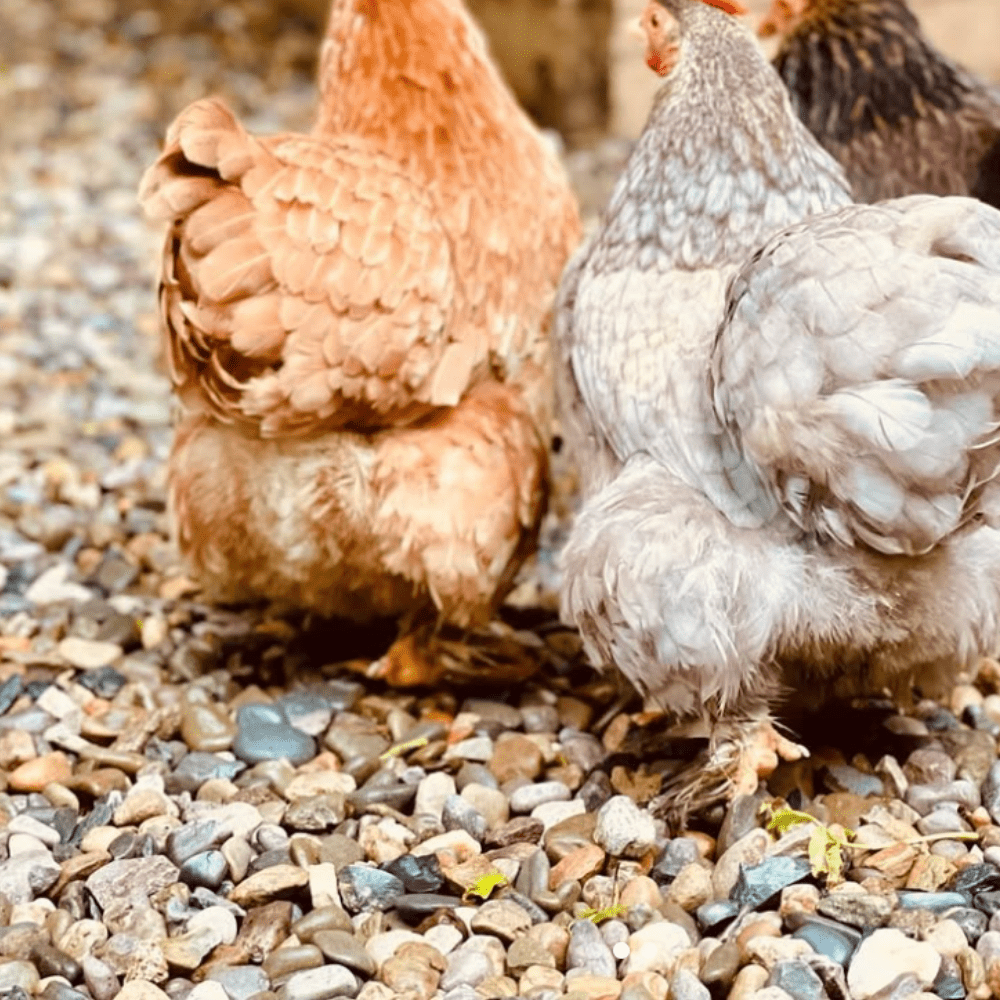 Dandy’s Welsh Brown Gravel