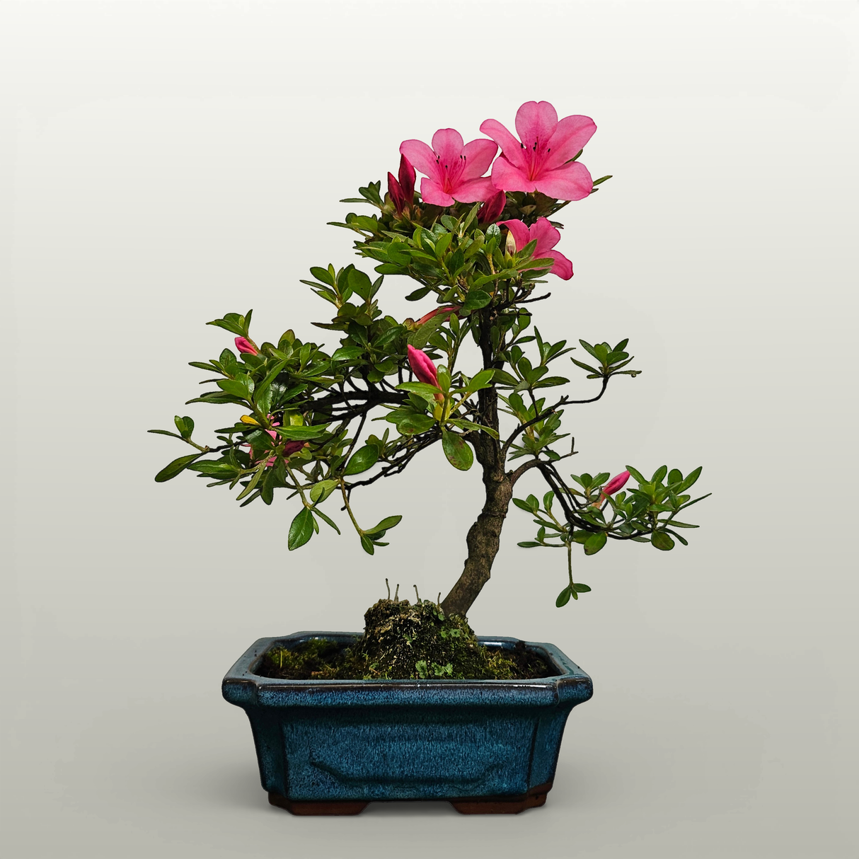 Yorkshire Bonsai Azalea Rhododendron Bonsai Tree - 20cm